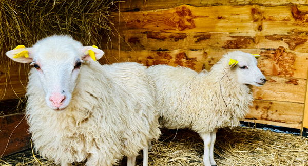 die zwei Lämmer Ruth und Emma