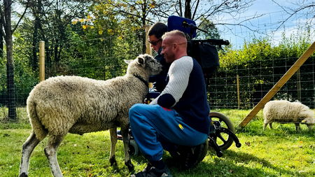 Patient im Rollstuhl besucht mit Therapeut die Schafe