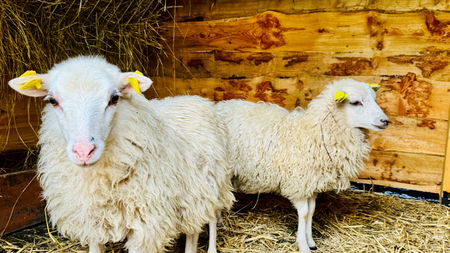 die zwei Lämmer Ruth und Emma