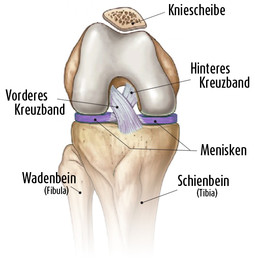 Beschriftetes Schema der Bänder des Kniegelenks