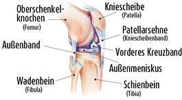 Beschriftetes Schema des Kniegelenkes